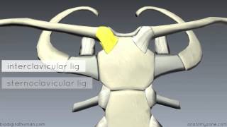 Sternoclavicular Joint  3D Anatomy Tutorial [upl. by Etheline]