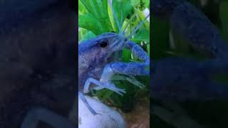 Golda Chingri Macher🦞🦞🦐🦐 video shortsyoutube​ subscribe [upl. by Naghem183]