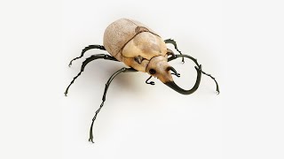 Elephant Beetle [upl. by Macri]