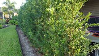 Podocarpus privacy barrier or hedge [upl. by Helman]