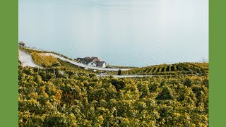 Lavaux Grape Harvest 🍇 Vineyards Picking amp Crushing Process 🚜🇨🇭 Lavaux grapeharvest shorts [upl. by Natividad]