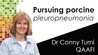 Pursuing PORCINE PLEUROPNEUMONIA [upl. by Conn]