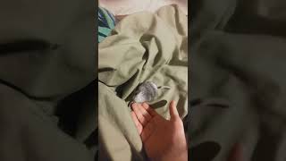 Cute Baby Chinchilla Noises [upl. by Anyaled714]