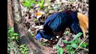 The Pheasants of Danum Valley Borneo [upl. by Demeter]