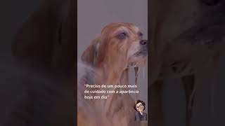 Vida de cão pets fypシ゚viral [upl. by Angy]