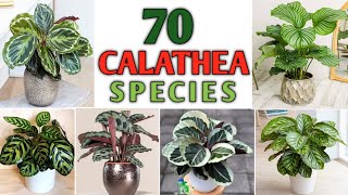 70 Calathea Plant Varieties  Rare and Best Indoor Calathea Species  Plant and Planting [upl. by Alrak]