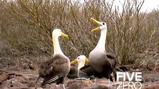 Albatross Courtship Dance in the Galapagos [upl. by Tsiuqram]