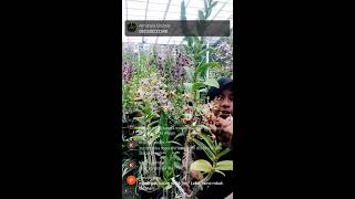 LIVE SALE ANGGREK CS  082330232348 [upl. by Denise278]