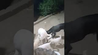 Bheji thi Ye Dua doglover youtube shortvideo  hashtag trending🐶🐶🐶 [upl. by Obellia561]