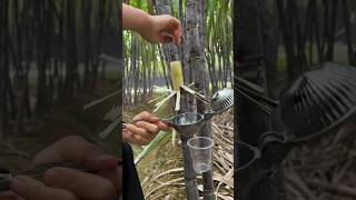 What is this  NO NO 😱😱😱😱 sugarcane farming [upl. by Roddie482]