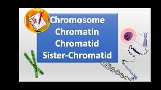 Chromosomes chromatin chromatid and sister chromatid [upl. by Namajneb]