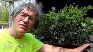 My Dwarf Schefflera Part 1 The Bonsai Zone May 2023 [upl. by Ferrigno]