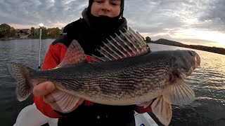 AMAZING Fall Sauger Fishing Central Wisconsin [upl. by Neesay]