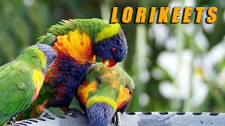 A day of Lorikeets in our garden [upl. by Feerahs]