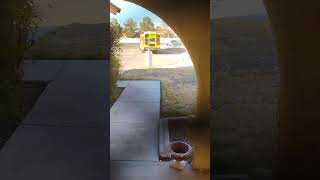 Bus 175105 leaving my house 2017 blue bird vision Nevada [upl. by Halle]