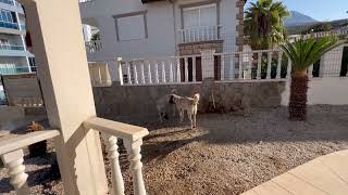 Kangal Welpen ein Jahr alt in Alanya Türkei 22 September 2024 Kangal Dogs [upl. by Battat365]