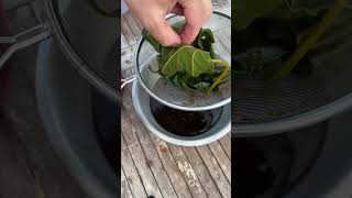 Fig Leaf Syrup Recipe 🌱 recipe forage figrecipe figleaf figs recipevideo youtuberecipes [upl. by Utham158]