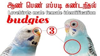 budgies love birds male female identification in Tamil [upl. by Dilaw]