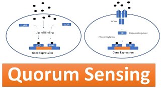 Quorum sensing  Cell communication  Bacteteria  virulence  AHL  Ligand  Basic Science Series [upl. by Anilem342]