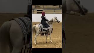 Horse show fyp saddleseat horseshows horseriding [upl. by Aneele611]