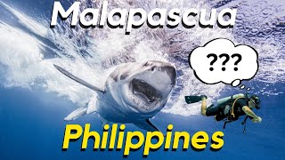 Diving With Sharks  Malapascua Philippines 2024 [upl. by Haleak]