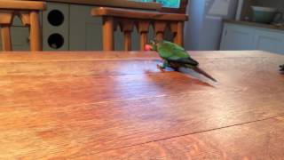 Pogo Crimson Bellied Conure Playing Fetch [upl. by Analak]