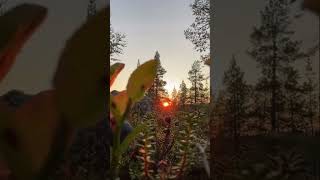 Autumn colours in Inari Lapland Finland lappland laponie laponia autumn september nature [upl. by Sanjiv913]