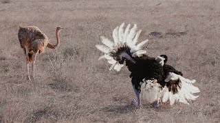 Ostrich Failed Mating Dance [upl. by Hime]