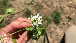 First Time Trying Garlic Mustard [upl. by Llewon]