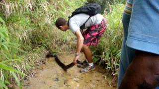 Boa Constrictor in Dominica [upl. by Esaele418]