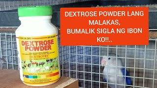 DEXTROSE POWDER LANG MALAKASBUMALIK ANG SIGLA NG IBON KO [upl. by Eidorb]