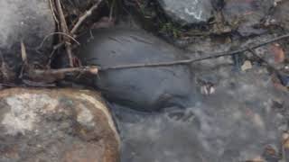 Schnabeltier  Platypus in Hobart Rivulet 19072018 28 [upl. by Pillow]