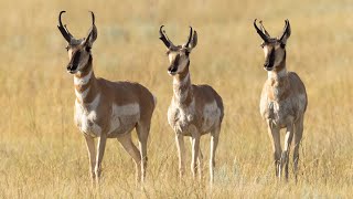 Pronghorns 2024  NDGF  07282024 [upl. by Nneb]