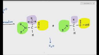 29 Formation of Dipeptides and Polypeptide Chain Cambridge AS amp A Level Biology 9700 [upl. by Leake]