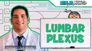 Neurology  Lumbar Plexus [upl. by Fairfax]