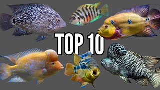 Top 10 Most Aggressive Central American Cichlids [upl. by Arymas]