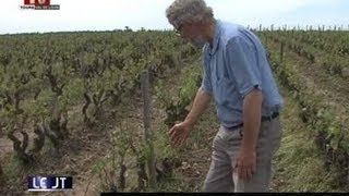 Grêle le vignoble de Vouvray sinistré [upl. by Ailliw733]