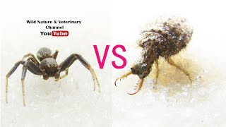 ANTLION VS SPIDER  Micro Monsters [upl. by Aita]