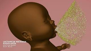 Fisiología Lactancia Materna  Breastfeeding Physiology  3D Animation [upl. by Annoed]