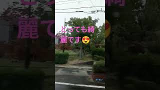 庭園が手入れされていて綺麗👍目の保養になります😍手入れは大変だと思う…🤣 トラックちゃん [upl. by Allsun]