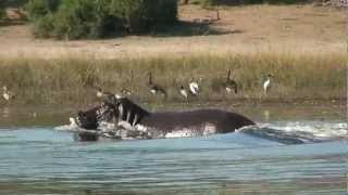 HIPPO  Amazing Hippo run under water excellent footage [upl. by Lihcox]