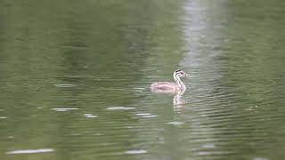 Perkoz dwuczuby Podiceps cristatus eng Great crested grebe [upl. by Llednol]