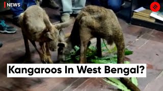 Kangaroos Seen Roaming The Roads of West Bengal Has Citizens Puzzled [upl. by Skiba]