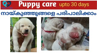 Puppy care malayalamLabrador malayalamPuppy care for beginners [upl. by Nimra]