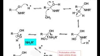 Chemistry Vignettes Amide hydrolysis [upl. by Airtina]