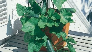 Growing Cucumbers in a Container [upl. by Inirt]