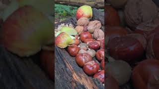 Roßkastanie Frucht und Bäumchen im waldesgrund mit etwas Sprache 1 v 2 Teilen 🐿🌞🐿🕊 Fr 27Sep 24 [upl. by Ulane]