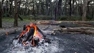 🌲 Campfire in the Woods with Relaxing Fire Sounds and the Sound of Nature with Soft Singing Birds [upl. by Auberbach]