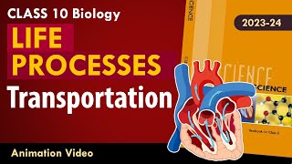 Life process class 10 Animated video  10th BIOLOGY  ncert science  Chapter 7 transportation [upl. by Burd582]