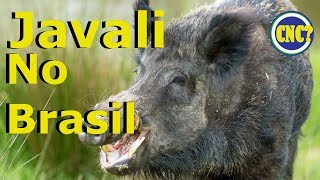 A História Do Javali No Brasil [upl. by Ettenom408]